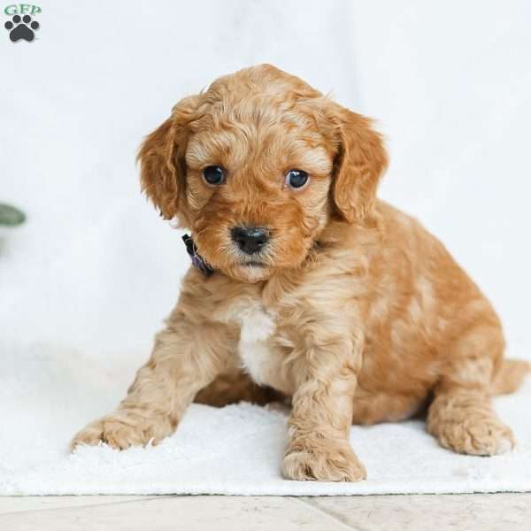 Mara F1b, Cavapoo Puppy